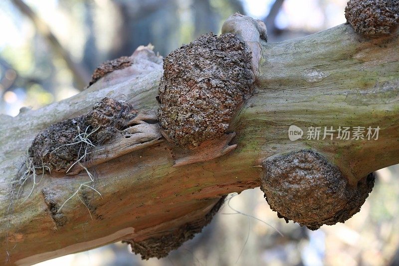 Burl Gall Tumor Disease Abnormality on Tree Limb Trunk, Savannah-Georgia